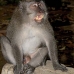 monkey_macaque_balinese_mf_ubud_v_0877_bal4590.jpg